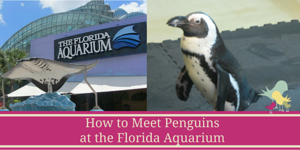 penguins florida aquarium - blog