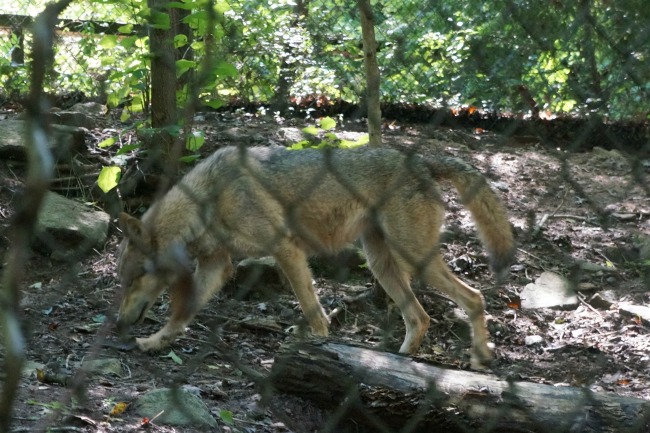 WNC Nature Center - Wolves