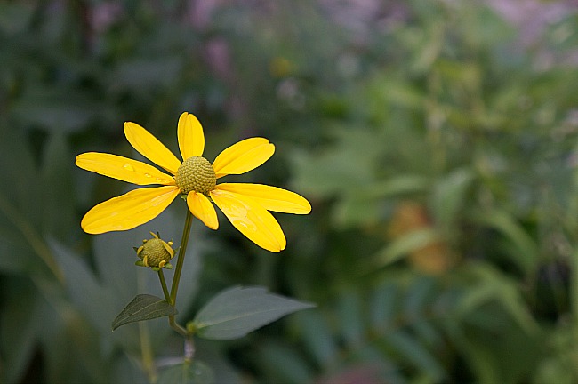 Western North Carolina Nature Center - Flower