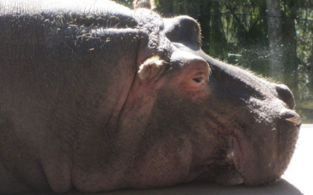 Lu the Hippo: Longtime Homosassa Springs, Florida Resident